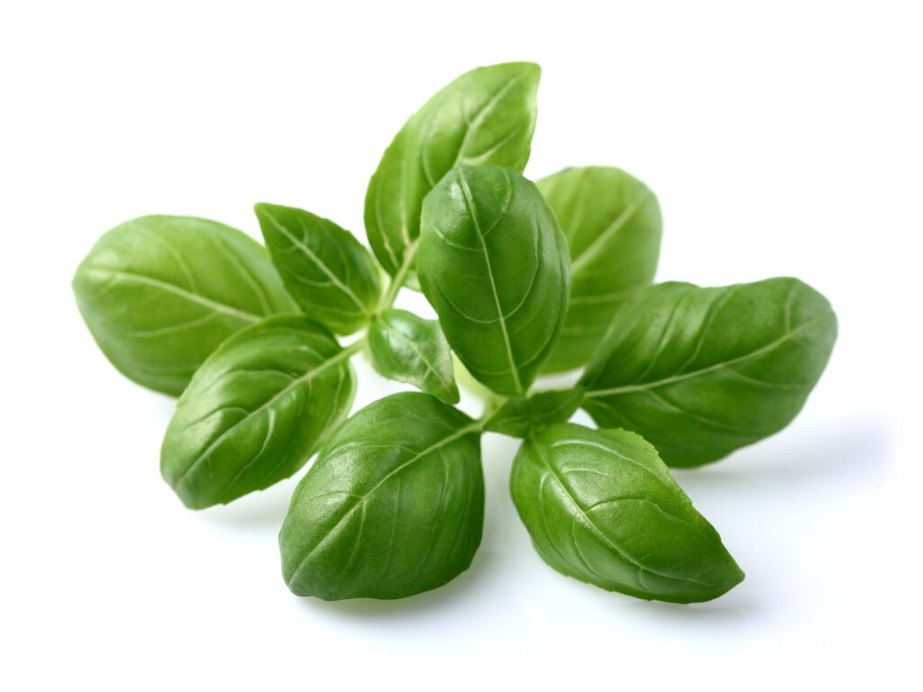 Basil Substitutes