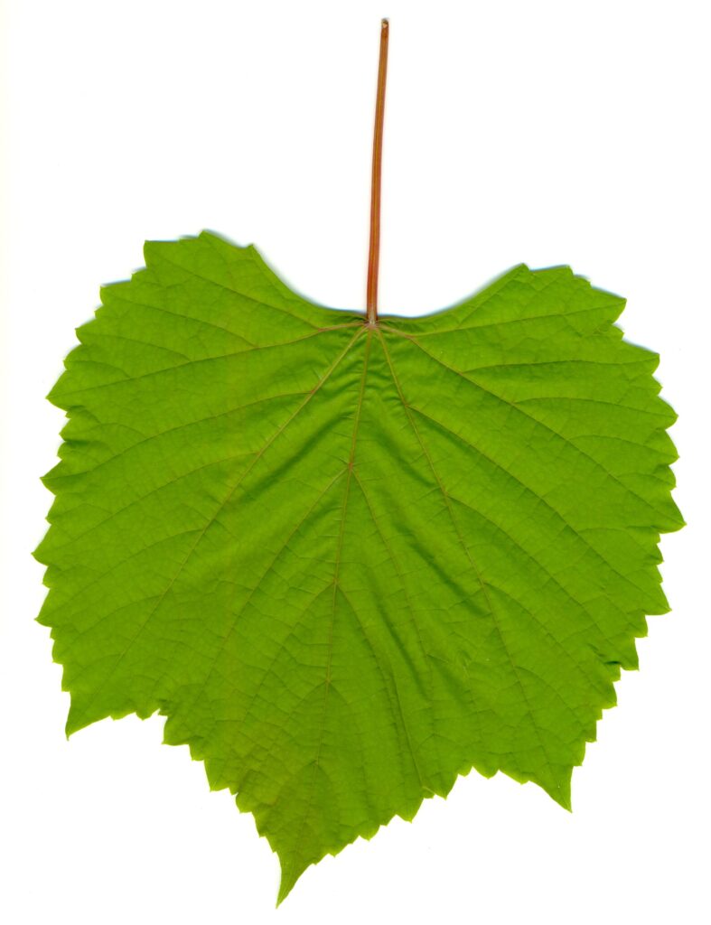 Find Grape Leaves In Grocery Store